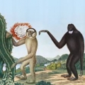 Primates