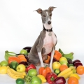  Shellac [Excellent Italian Greyhound]